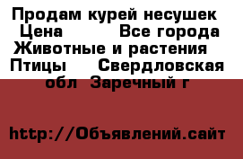 Продам курей несушек › Цена ­ 350 - Все города Животные и растения » Птицы   . Свердловская обл.,Заречный г.